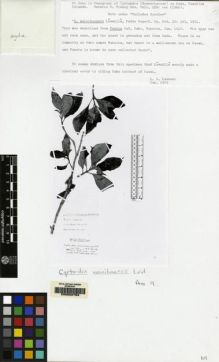 Type specimen at Edinburgh (E). Faurie, Urbain: 640. Barcode: E00062753.