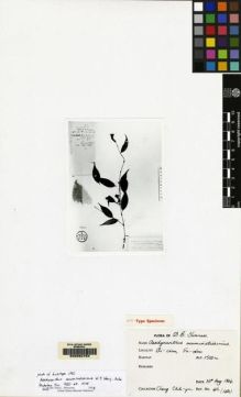 Type specimen at Edinburgh (E). Chang, Z.Y.: 46. Barcode: E00062754.