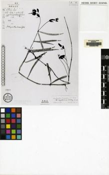 Type specimen at Edinburgh (E). Qinghai Xizang Expedition: 3948. Barcode: E00062758.