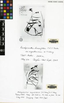 Type specimen at Edinburgh (E). Qinghai Xizang Expedition: 3948. Barcode: E00062759.