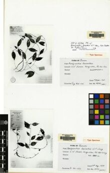 Type specimen at Edinburgh (E). Feng, K.M.: 7282. Barcode: E00062769.