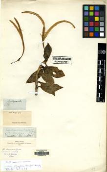 Type specimen at Edinburgh (E). Wight, Robert: 656. Barcode: E00062774.