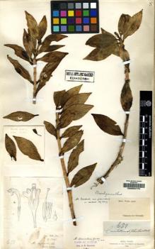 Type specimen at Edinburgh (E). Wight, Robert: 651. Barcode: E00062775.