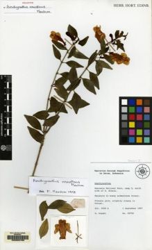 Type specimen at Edinburgh (E). Argent, George: C8790. Barcode: E00062788.
