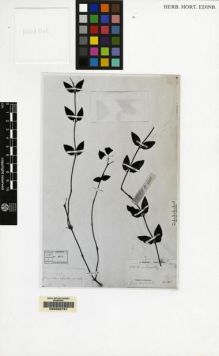 Type specimen at Edinburgh (E). Beccari, Odoardo: 4048. Barcode: E00062791.