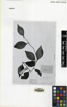 Type specimen at Edinburgh (E). Beccari, Odoardo: 690. Barcode: E00062798.