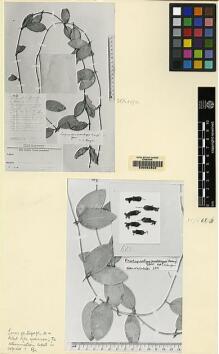 Type specimen at Edinburgh (E). Winkler, Hans: 289. Barcode: E00062802.