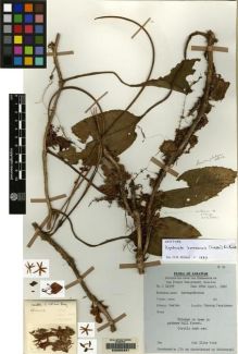 Type specimen at Edinburgh (E). Paie, Ilias: S 16359. Barcode: E00062831.
