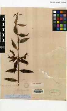 Type specimen at Edinburgh (E). Lobb, Thomas: . Barcode: E00062834.