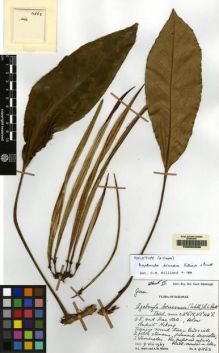 Type specimen at Edinburgh (E). Burtt, Brian; Martin, Adam: B.4863. Barcode: E00062836.