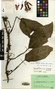 Type specimen at Edinburgh (E). Kyoto University Borneo Expedition: 1386. Barcode: E00062837.