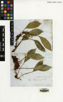 Type specimen at Edinburgh (E). Beccari, Odoardo: 184. Barcode: E00062861.