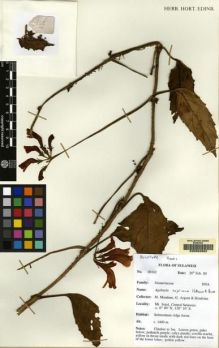 Type specimen at Edinburgh (E). Argent, George; Mendum, Mary; Hendrian, Sofyan: 00162. Barcode: E00062882.