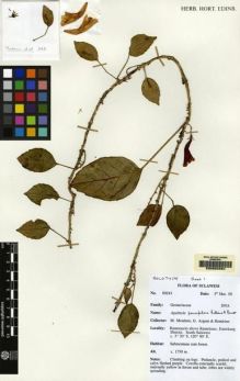 Type specimen at Edinburgh (E). Argent, George; Mendum, Mary; Hendrian, Sofyan: 00243. Barcode: E00062884.