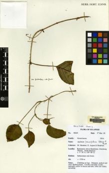 Type specimen at Edinburgh (E). Argent, George; Mendum, Mary; Hendrian, Sofyan: 00243. Barcode: E00062885.