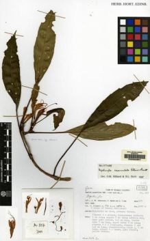 Type specimen at Edinburgh (E). Swedish Expedition to Sulawesi 1981: 257. Barcode: E00062907.