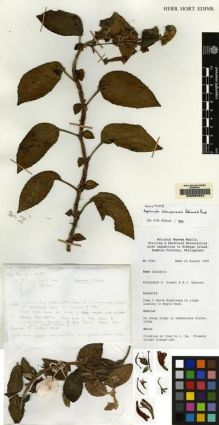 Type specimen at Edinburgh (E). Argent, George; Reynoso, Ernesto: 8986. Barcode: E00062924.
