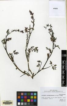 Type specimen at Edinburgh (E). Kunming/Gothenburg Botanical Expedition (1993): 77. Barcode: E00062946.