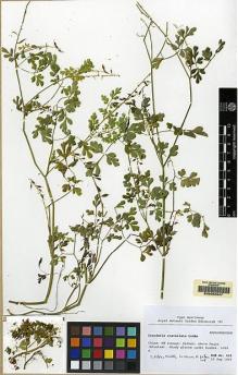 Type specimen at Edinburgh (E). Kunming/Gothenburg Botanical Expedition (1993): 433. Barcode: E00062947.