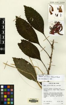 Type specimen at Edinburgh (E). Woods, Patrick: 142. Barcode: E00062967.
