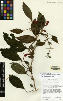Type specimen at Edinburgh (E). Woods, Patrick: 142. Barcode: E00062968.