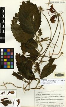 Type specimen at Edinburgh (E). Woods, Patrick; Black, Michael; Lelean, Yakas: 1946. Barcode: E00062970.