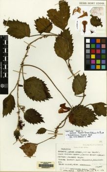 Type specimen at Edinburgh (E). Woods, Patrick; Black, Michael; Lelean, Yakas: 1946. Barcode: E00062971.