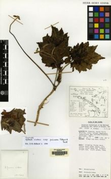 Type specimen at Edinburgh (E). Gideon, Osia: LAE 57203. Barcode: E00062973.