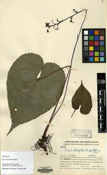 Type specimen at Edinburgh (E). Handel-Mazzetti, Heinrich: 9156. Barcode: E00064955.