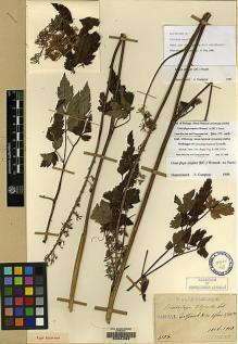 Type specimen at Edinburgh (E). Taquet, Emile: 4106. Barcode: E00064969.