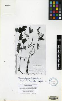 Type specimen at Edinburgh (E). Wallich, Nathaniel: 4725. Barcode: E00064970.