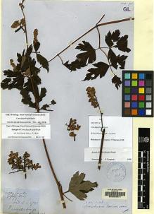 Type specimen at Edinburgh (E). Wallich, Nathaniel: 4725. Barcode: E00064971.
