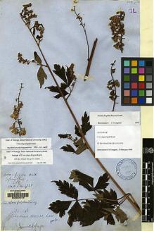 Type specimen at Edinburgh (E). Wallich, Nathaniel: 4725. Barcode: E00064972.