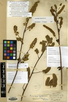 Type specimen at Edinburgh (E). Maire, Edouard-Ernest: 726. Barcode: E00065012.