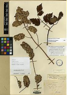 Type specimen at Edinburgh (E). Maire, Edouard-Ernest: . Barcode: E00065014.