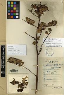 Type specimen at Edinburgh (E). Fang, W.: 3562. Barcode: E00065028.