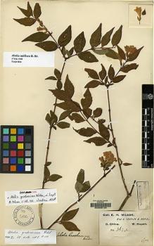 Type specimen at Edinburgh (E). Wilson, Ernest: 267A. Barcode: E00065134.