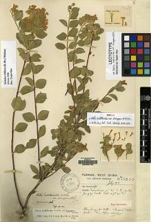 Type specimen at Edinburgh (E). Forrest, George: 10500. Barcode: E00065184.