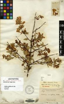 Type specimen at Edinburgh (E). Pratt, Antwerp: 271. Barcode: E00065185.