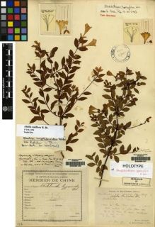 Type specimen at Edinburgh (E). Bodinier, Emile: 1607. Barcode: E00065186.