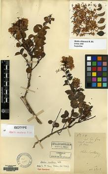 Type specimen at Edinburgh (E). Cavalerie, Pierre: 1909. Barcode: E00065192.