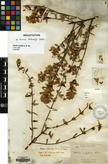 Type specimen at Edinburgh (E). Pratt, Antwerp: 136. Barcode: E00065193.
