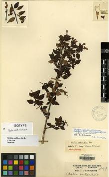 Type specimen at Edinburgh (E). Cavalerie, Pierre: 497. Barcode: E00065197.
