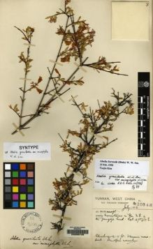 Type specimen at Edinburgh (E). Forrest, George: 10348. Barcode: E00065198.