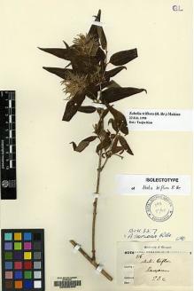 Type specimen at Edinburgh (E). Wallich, Nathaniel: 815. Barcode: E00065200.