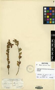 Type specimen at Edinburgh (E). Parry, Charles; Palmer, Edward: 299. Barcode: E00065201.
