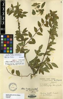Type specimen at Edinburgh (E). Forrest, George: 10290. Barcode: E00065219.