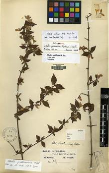 Type specimen at Edinburgh (E). Wilson, Ernest: 267. Barcode: E00065256.