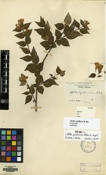Type specimen at Edinburgh (E). Wilson, Ernest: 2020. Barcode: E00065304.