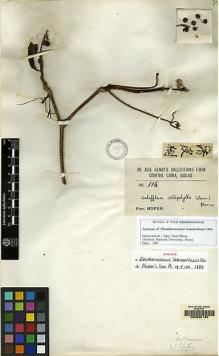 Type specimen at Edinburgh (E). Henry, Augustine: 116. Barcode: E00066182.